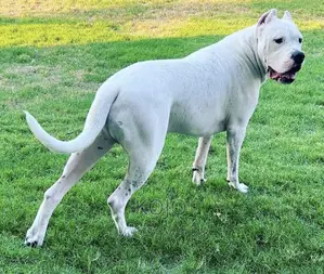 1-3 months Male Purebred Dogo Argentino