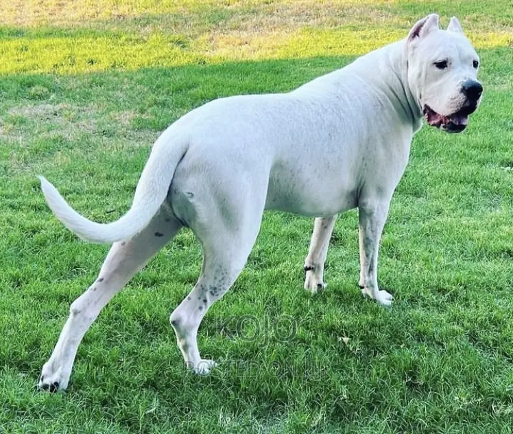 1-3 months Male Purebred Dogo Argentino