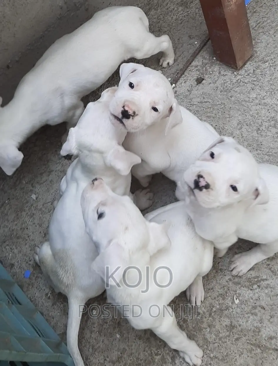 1-3 months Male Purebred Dogo Argentino