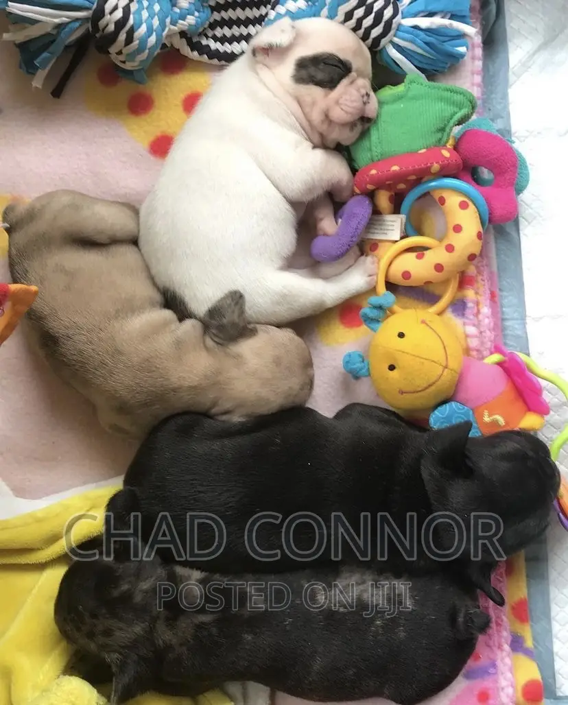 1-3 months Male Purebred French Bulldog