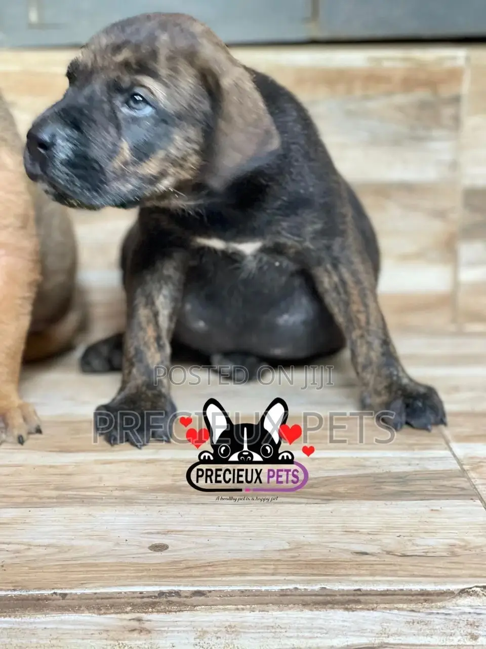 1-3 months Male Purebred Boerboel