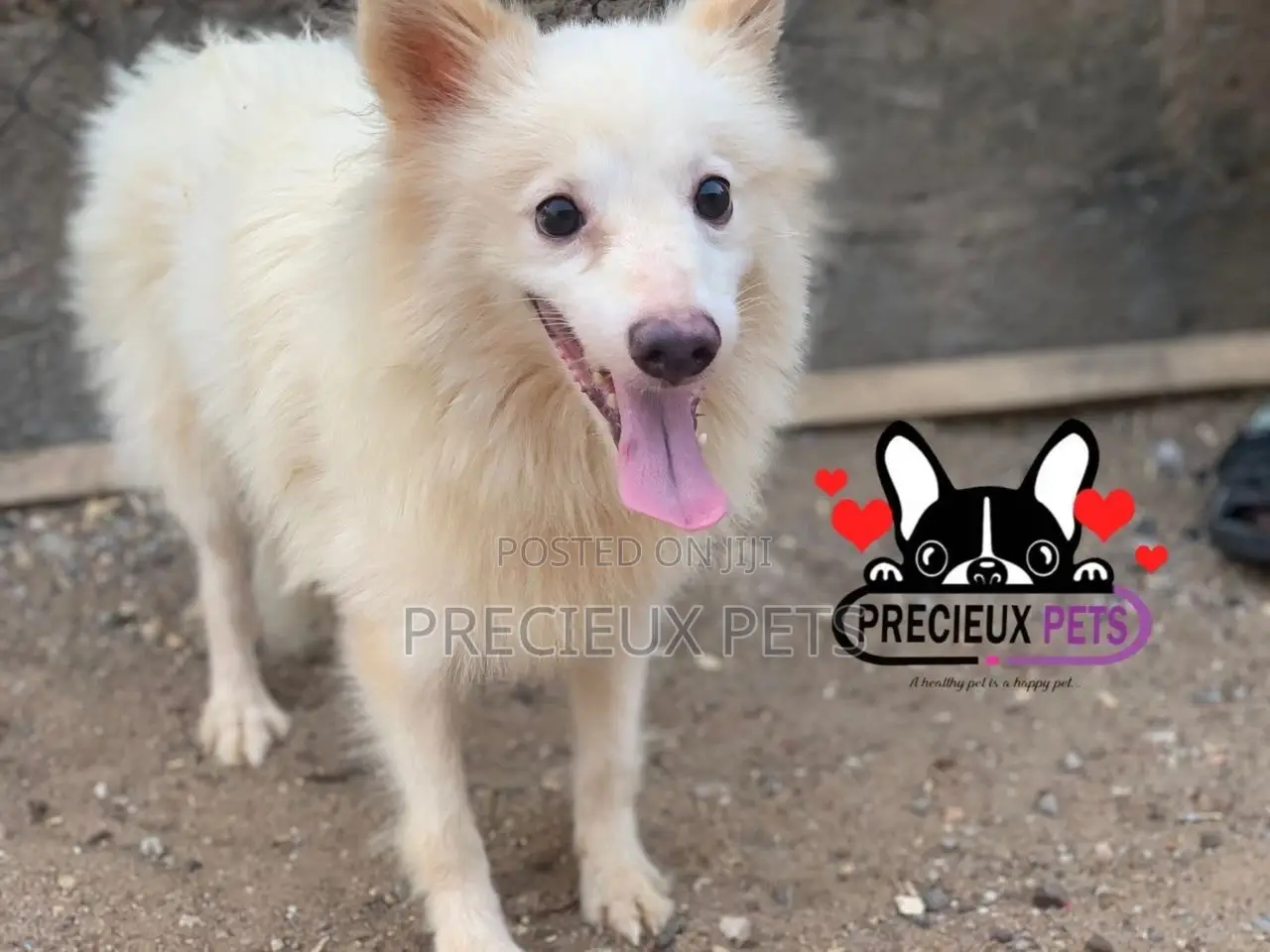 3-6 months Male Purebred Japanese Spitz