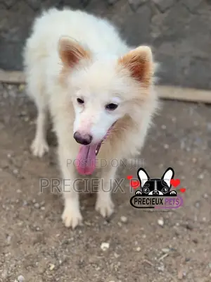 3-6 months Male Purebred Japanese Spitz