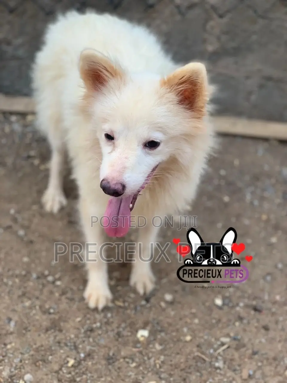 3-6 months Male Purebred Japanese Spitz