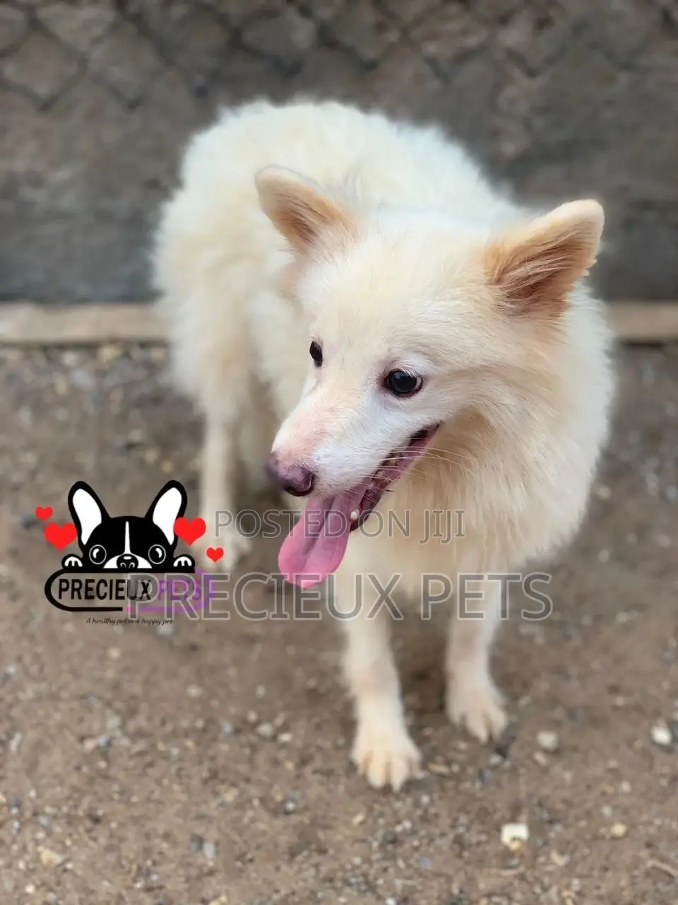 3-6 months Male Purebred Japanese Spitz
