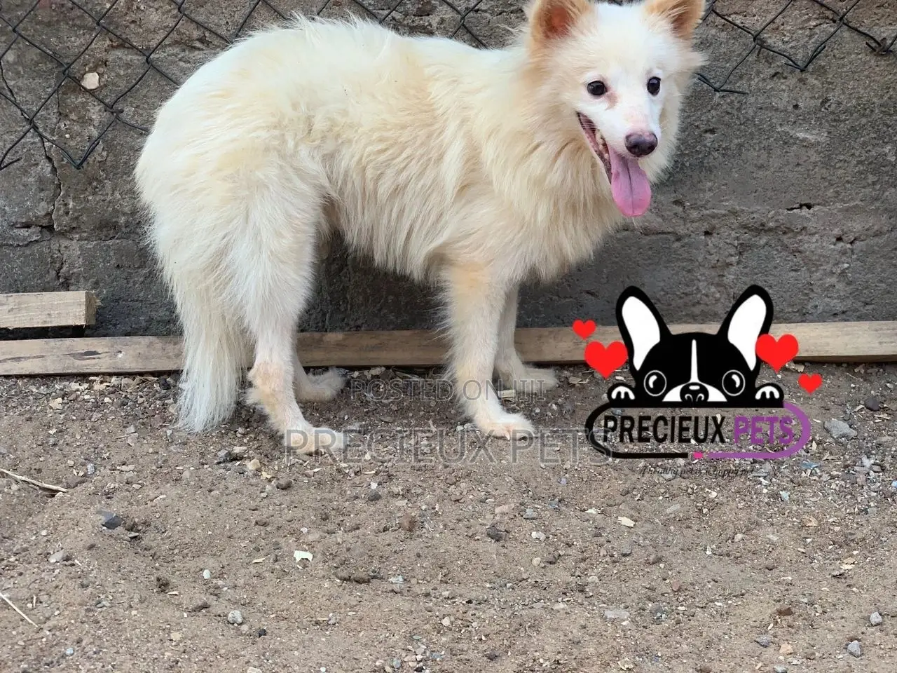 3-6 months Male Purebred Japanese Spitz