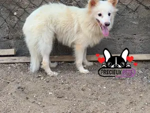 3-6 months Male Purebred Japanese Spitz