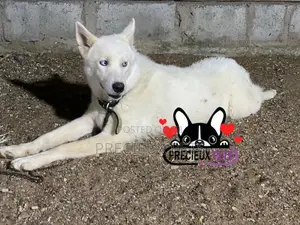 6-12 months Male Purebred Siberian Husky