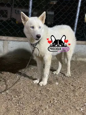6-12 months Male Purebred Siberian Husky
