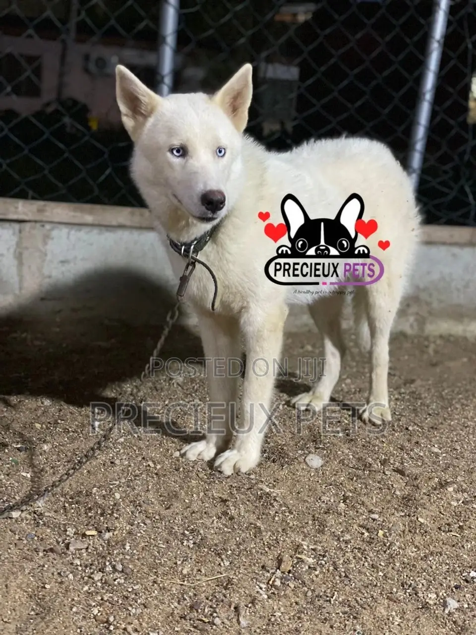 6-12 months Male Purebred Siberian Husky