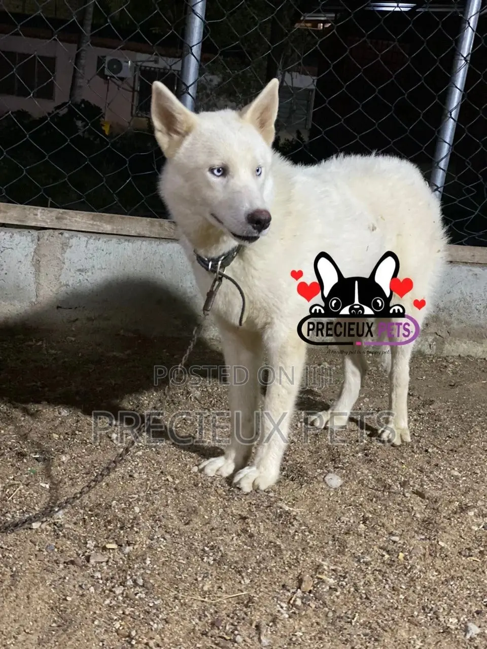 6-12 months Male Purebred Siberian Husky