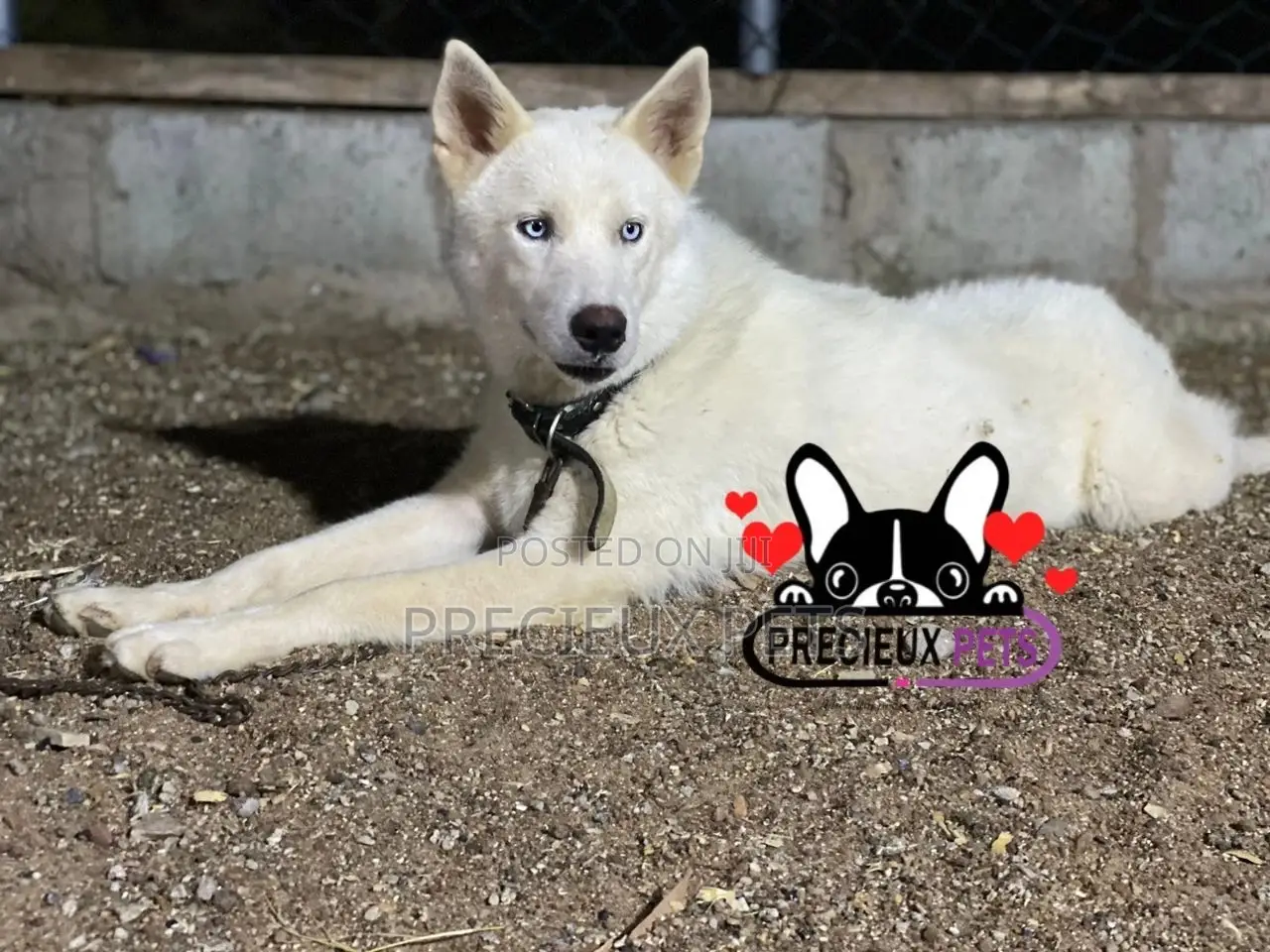 6-12 months Male Purebred Siberian Husky