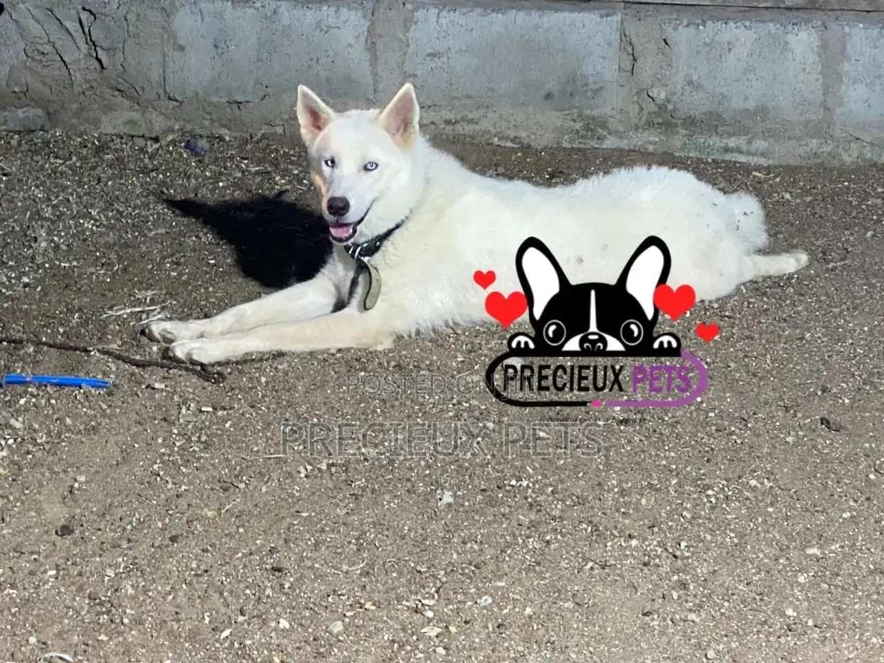 6-12 months Male Purebred Siberian Husky