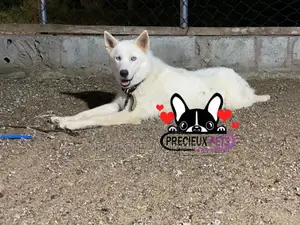 6-12 months Male Purebred Siberian Husky