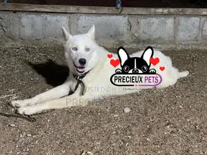 6-12 months Male Purebred Siberian Husky