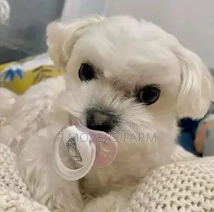 1-3 months Female Purebred Maltese