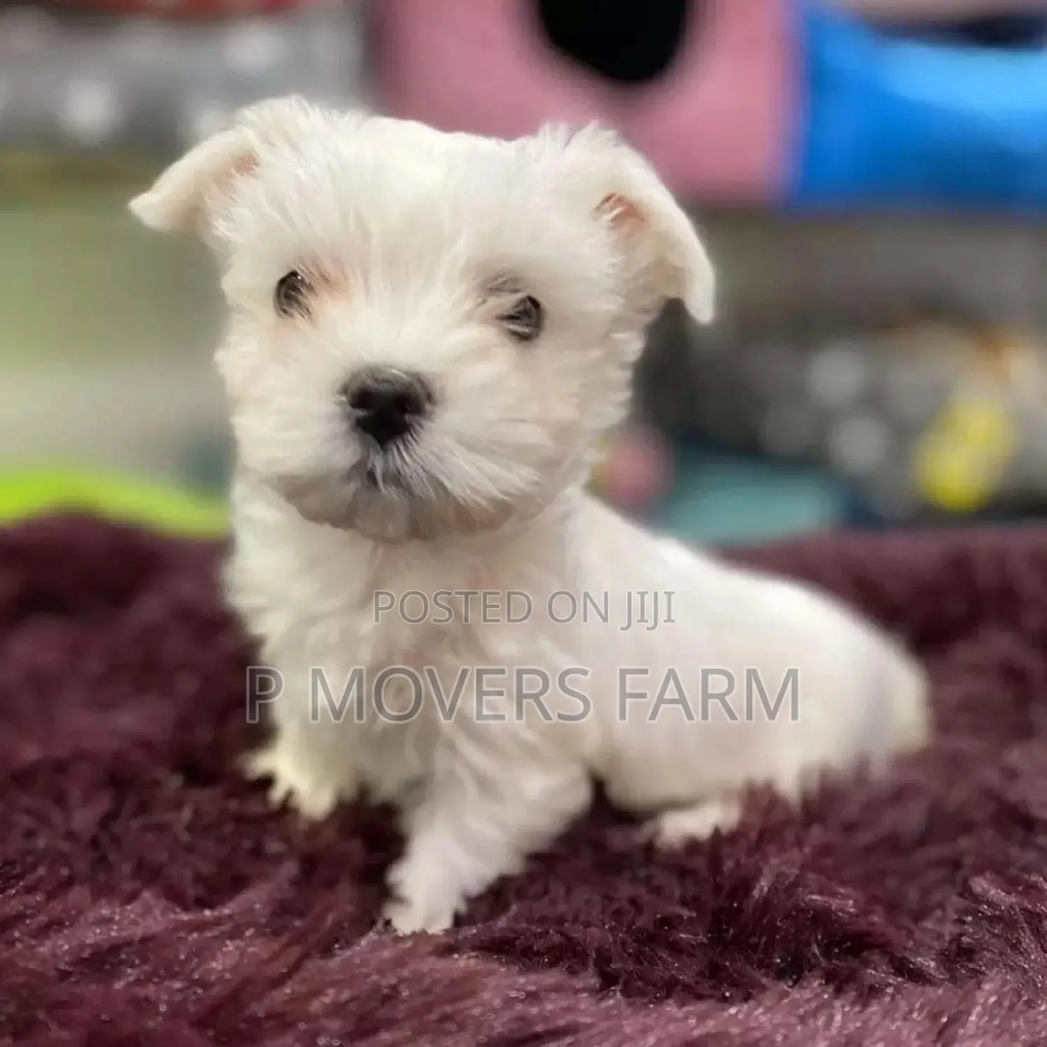 1-3 months Female Purebred Poodle
