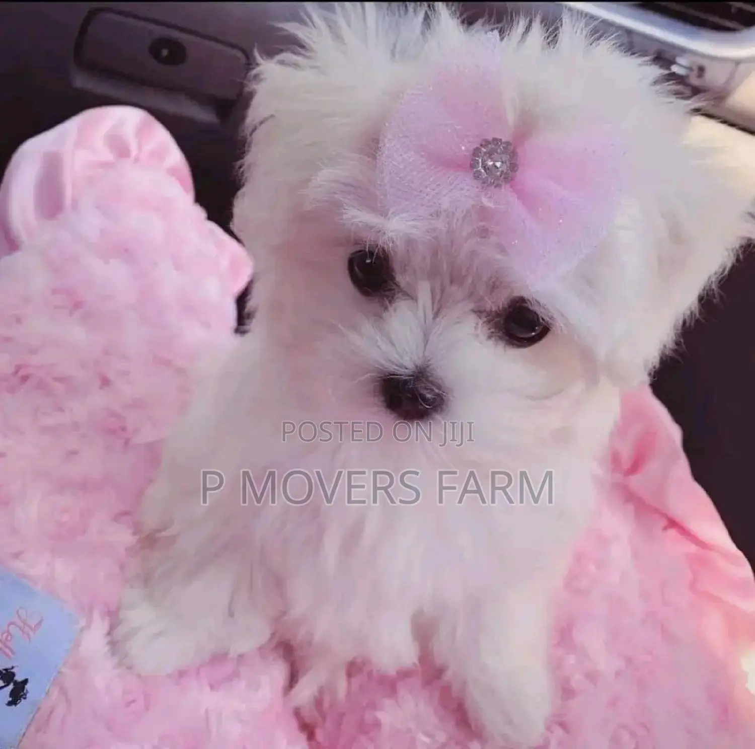 1-3 months Male Purebred Bichon Frise