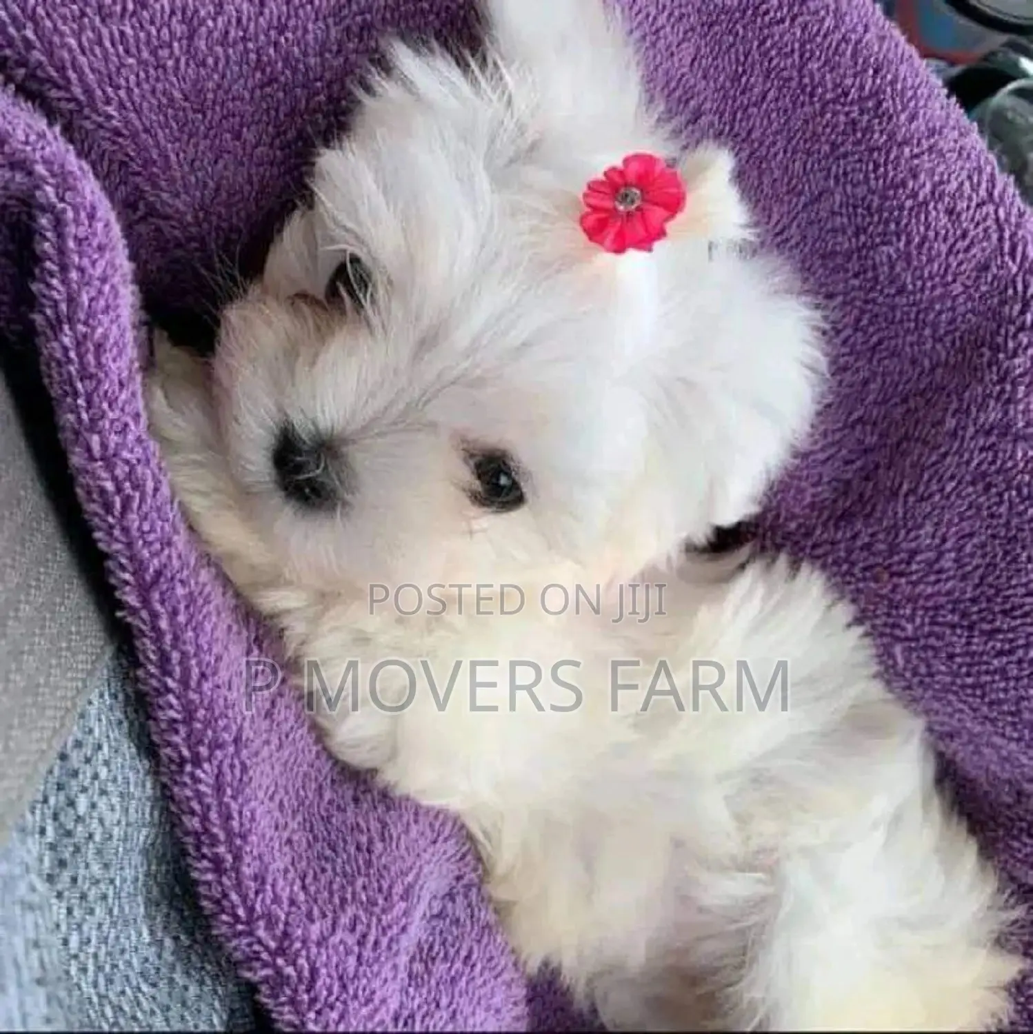 3-6 months Male Purebred Maltese