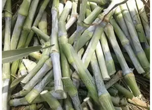 African Sweet Sorghum, (Sorghum Bicolor)