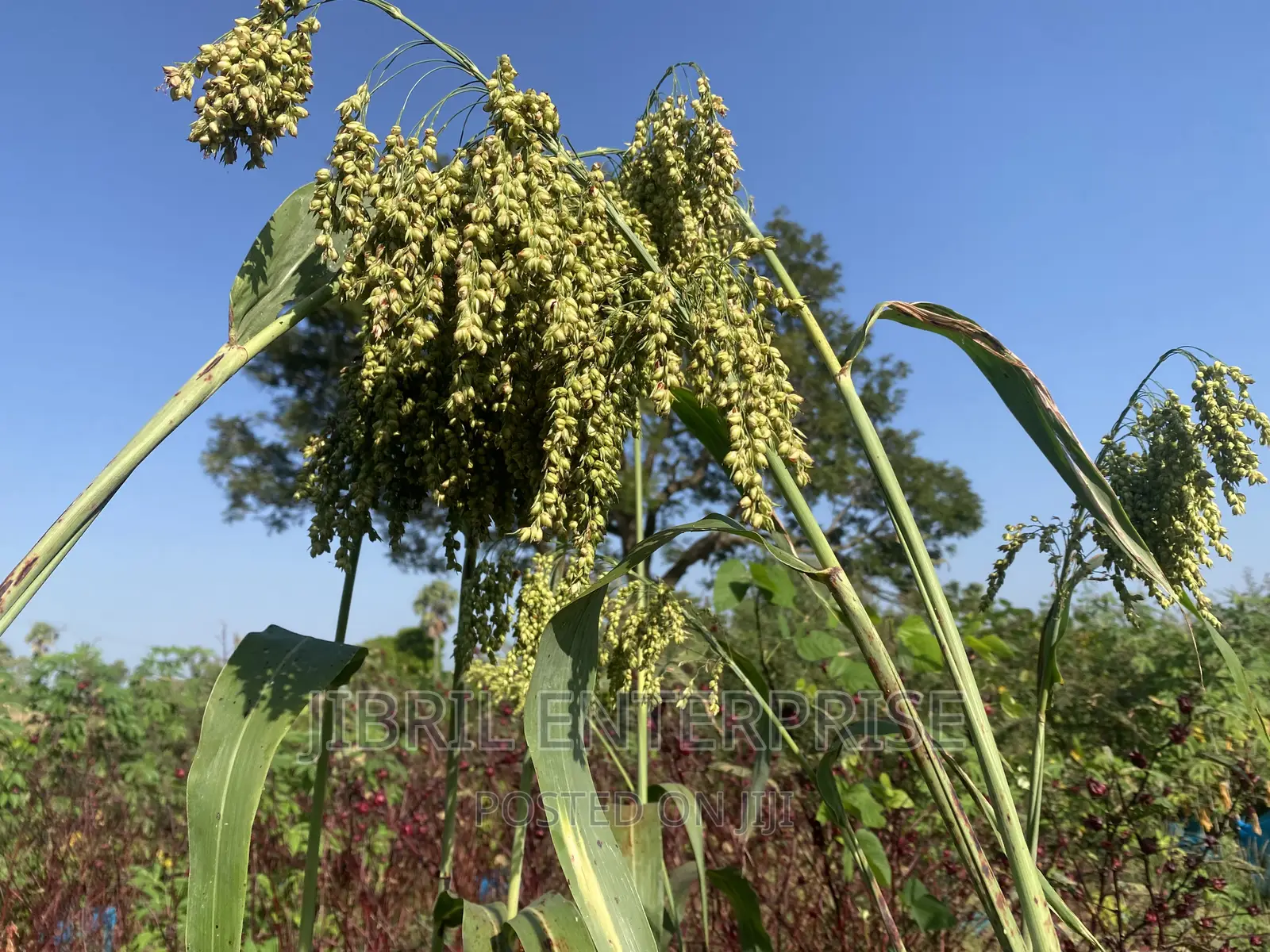 African Sweet Sorghum, (Sorghum Bicolor)