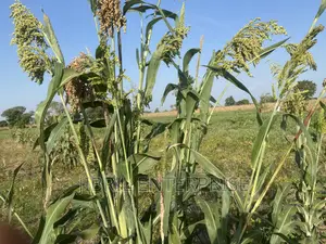 African Sweet Sorghum, (Sorghum Bicolor)