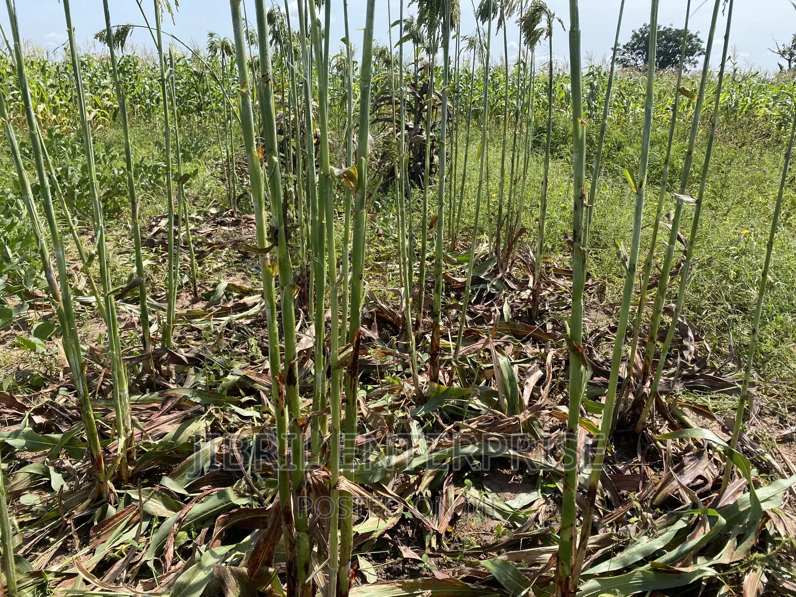African Sweet Sorghum, (Sorghum Bicolor)
