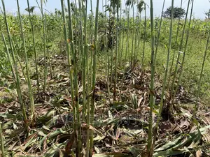 African Sweet Sorghum, (Sorghum Bicolor)