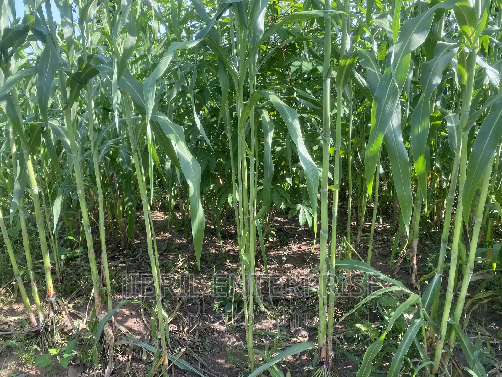 African Sweet Sorghum, (Sorghum Bicolor)