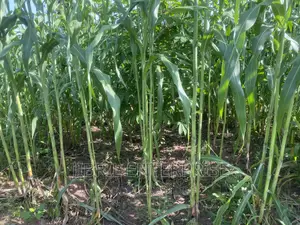 African Sweet Sorghum, (Sorghum Bicolor)