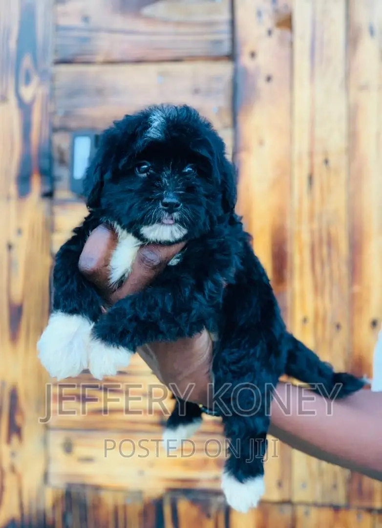 1-3 months Male Purebred Poodle