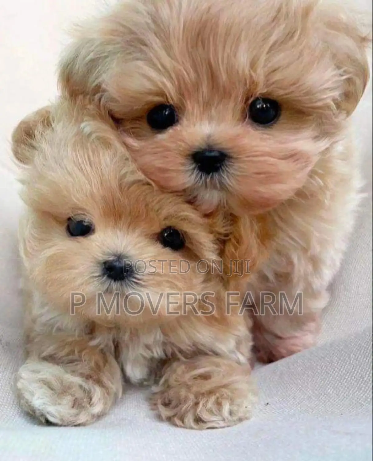 1-3 months Male Purebred Lhasa Apso
