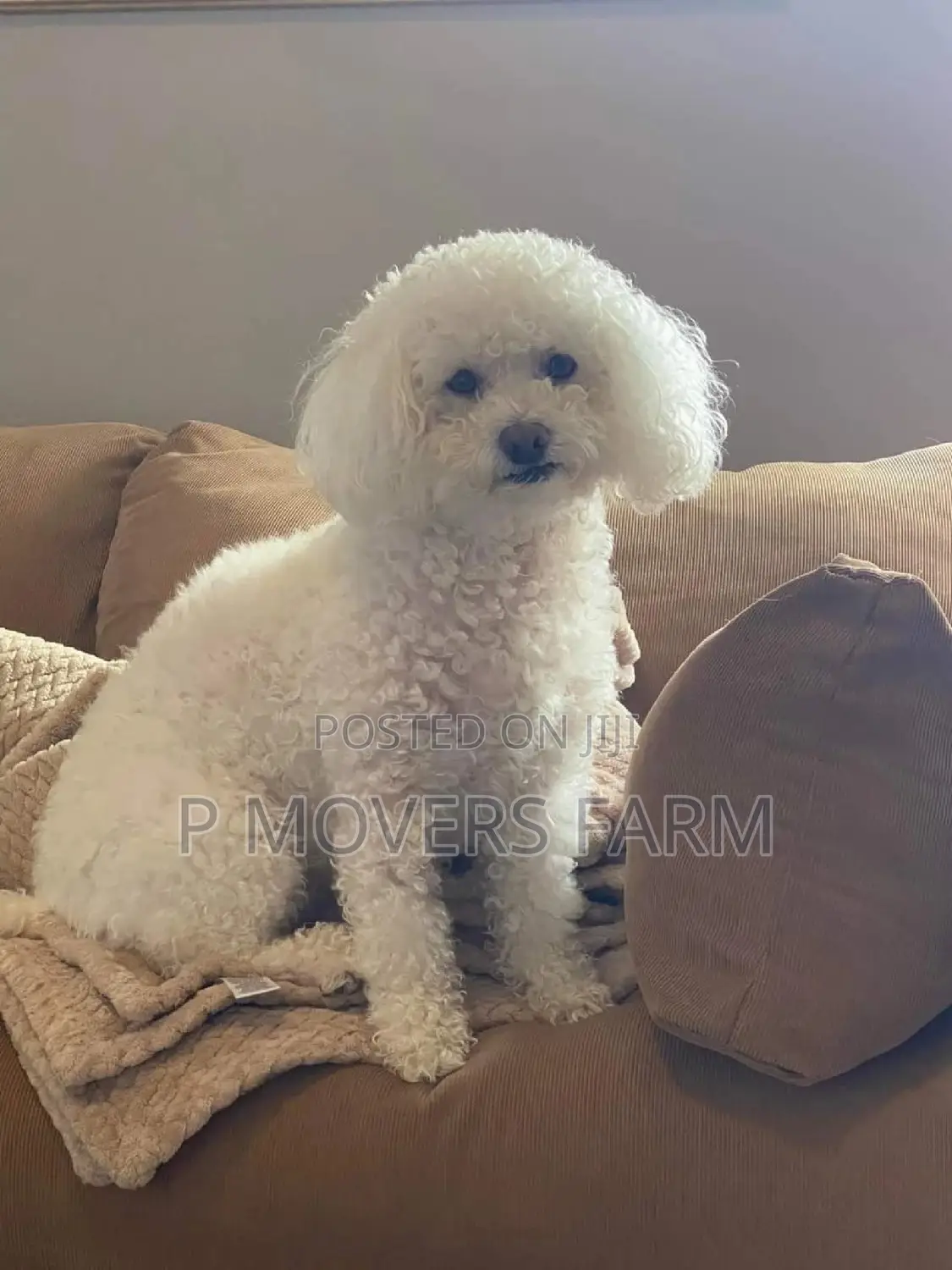1-3 months Female Purebred Poodle