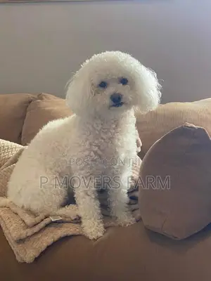 1-3 months Female Purebred Poodle