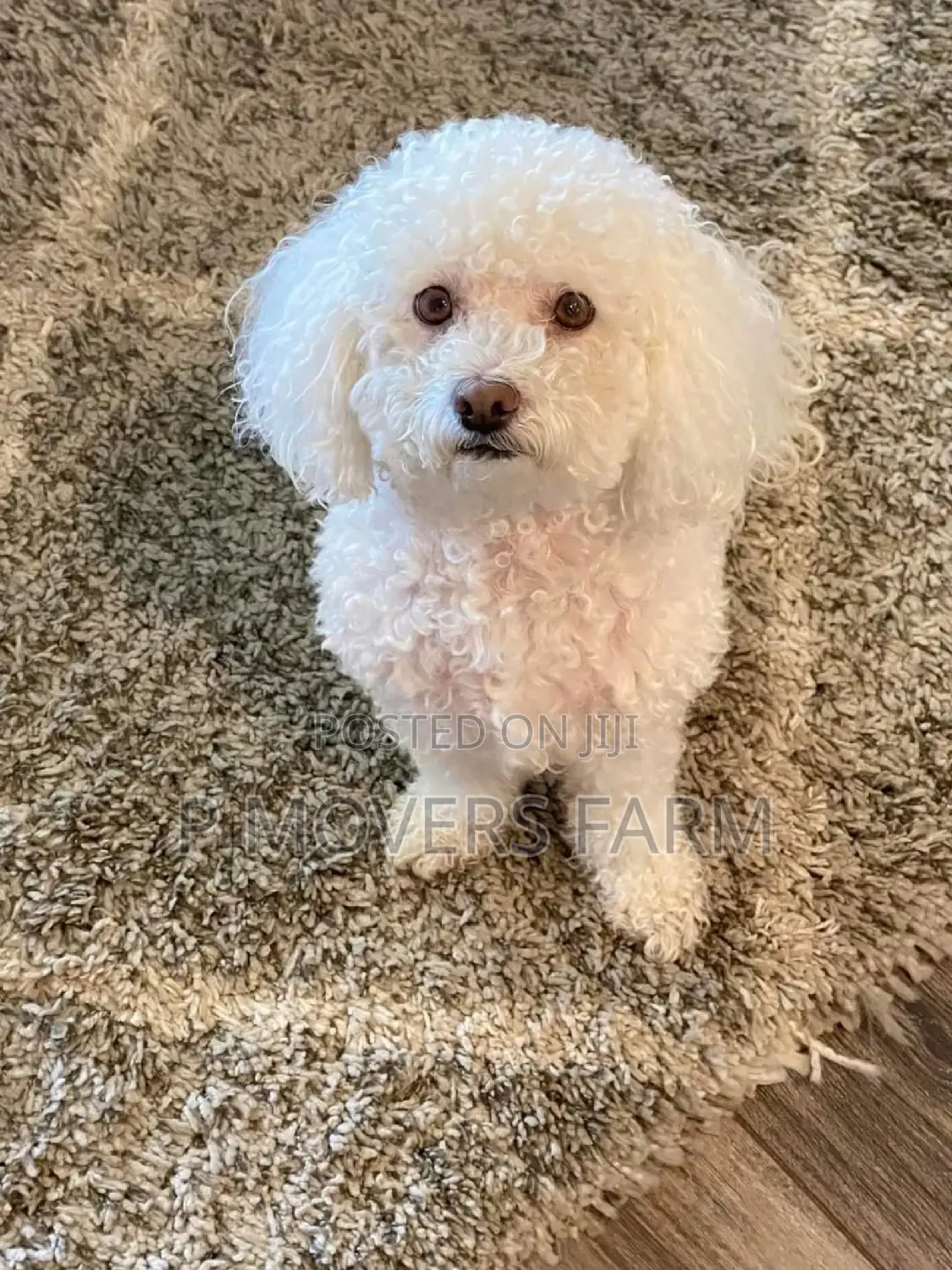 1-3 months Male Purebred Bichon Frise