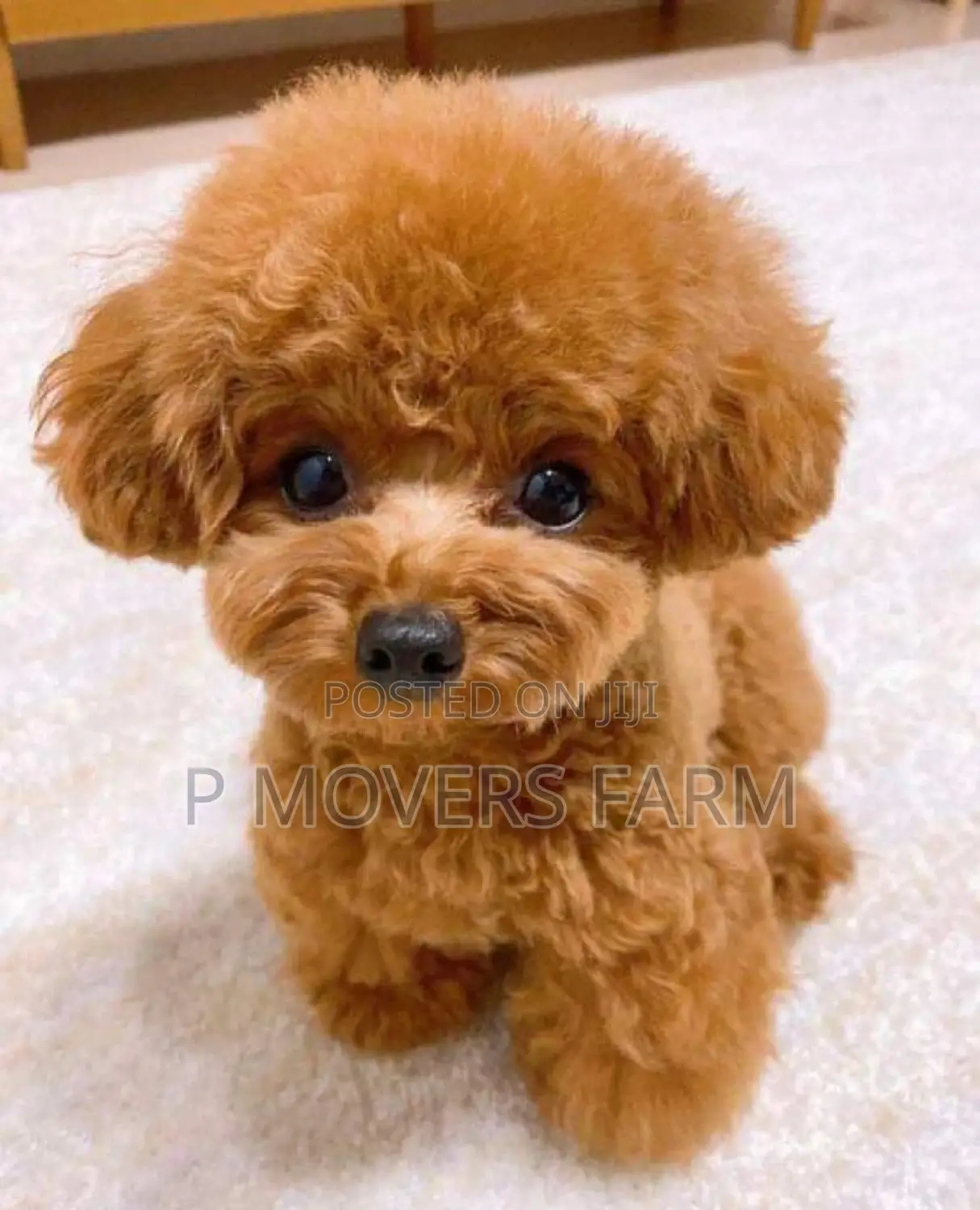 1-3 months Male Purebred Poodle