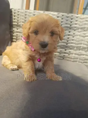1-3 months Male Purebred Poodle