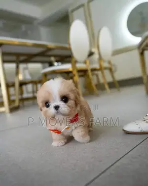 1-3 months Male Purebred Poodle