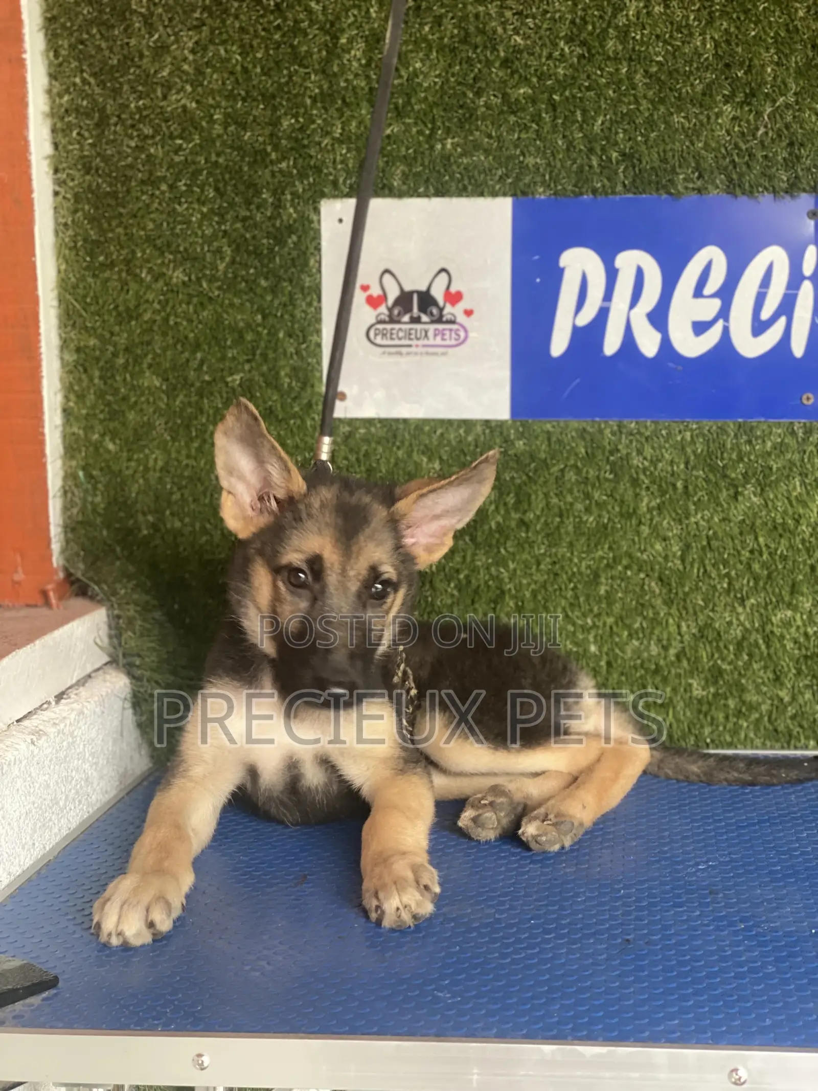1-3 months Male Purebred German Shepherd