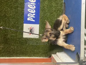 1-3 months Male Purebred German Shepherd