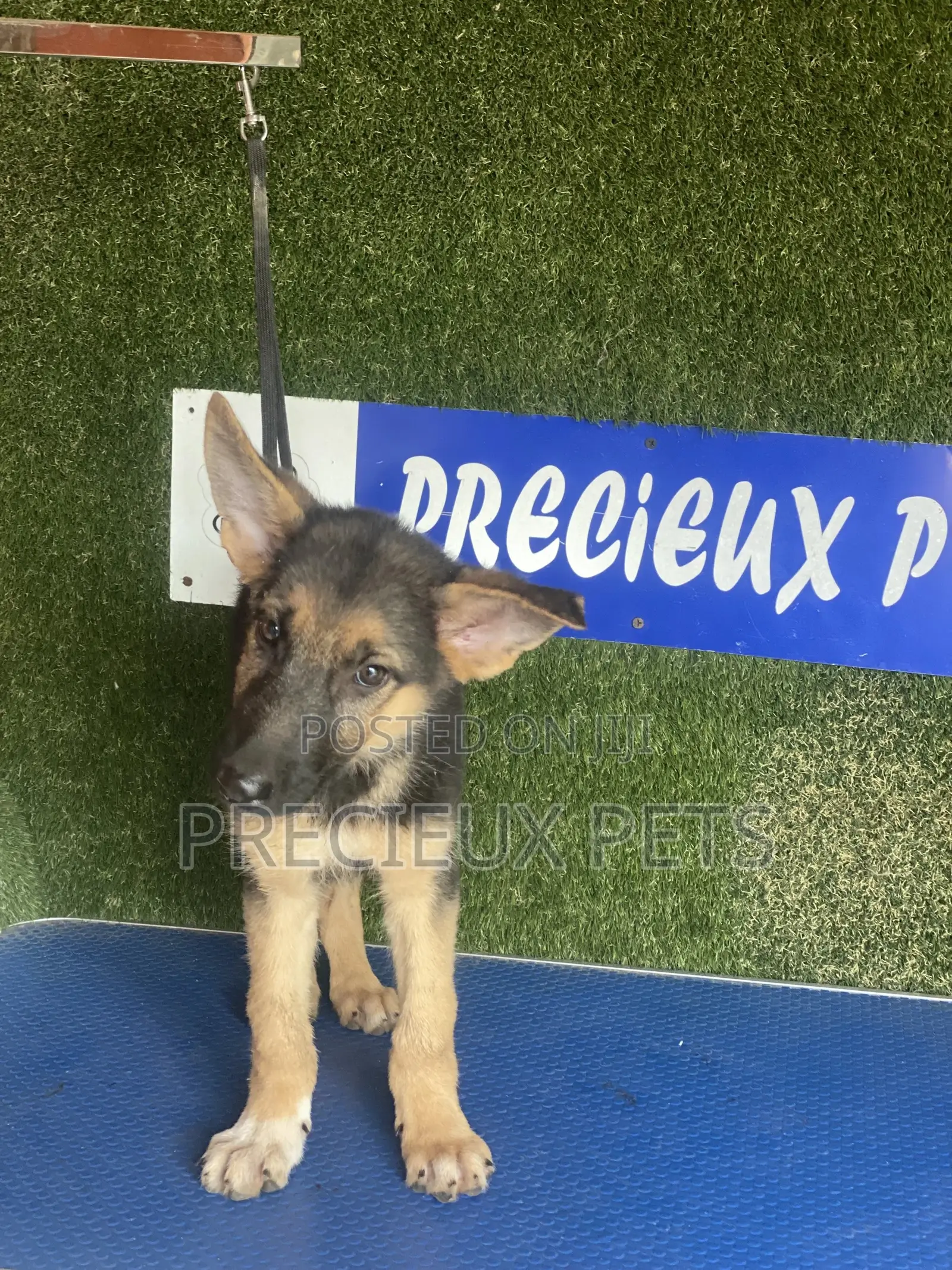 1-3 months Male Purebred German Shepherd