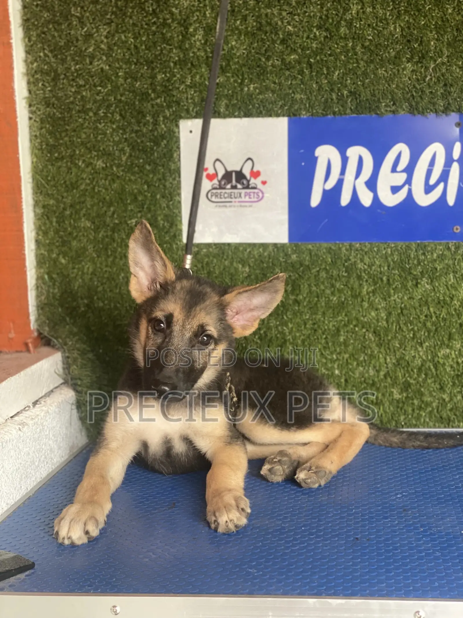 1-3 months Male Purebred German Shepherd