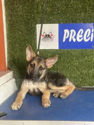 1-3 months Male Purebred German Shepherd