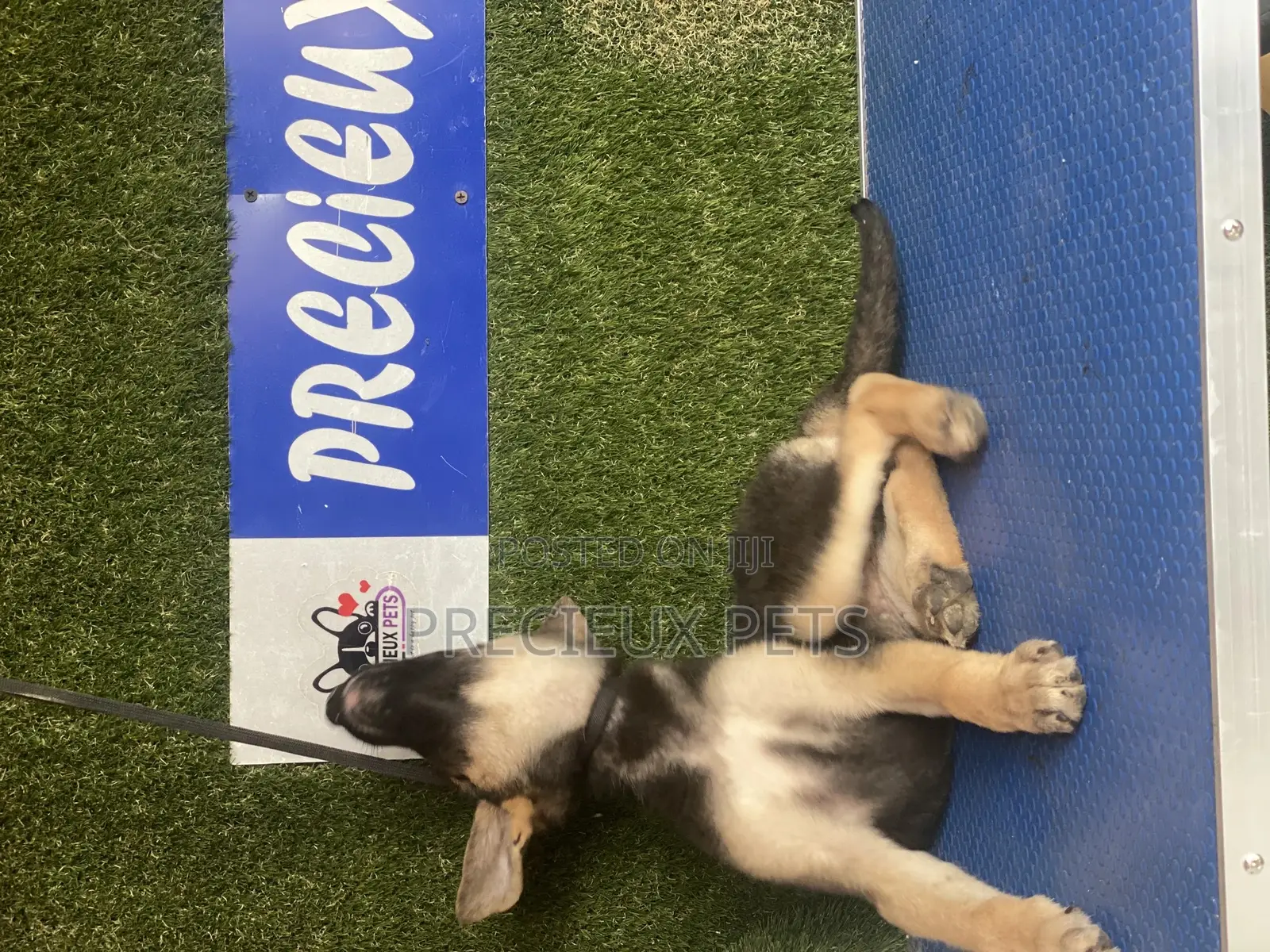 1-3 months Male Purebred German Shepherd