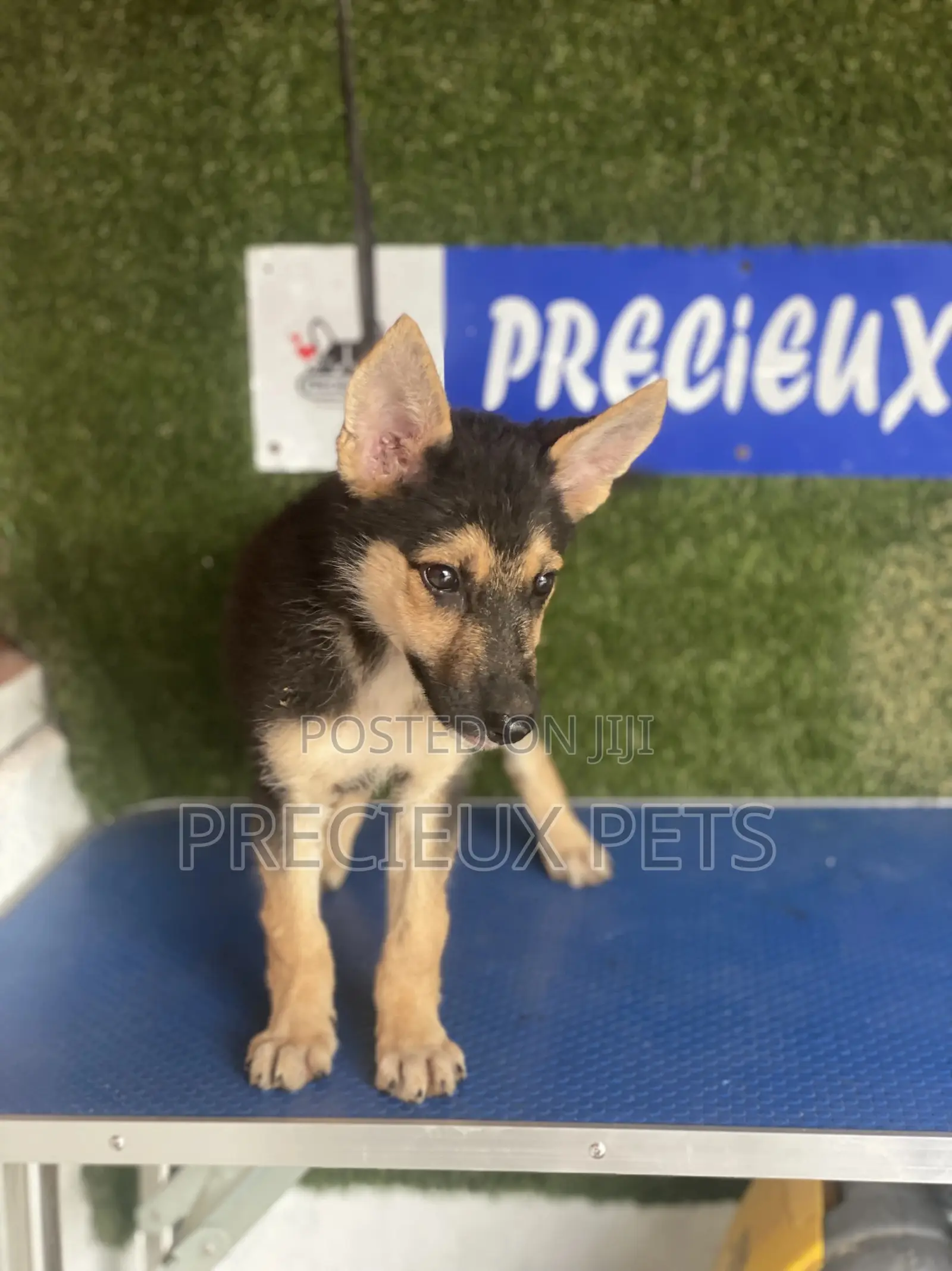 1-3 months Female Purebred German Shepherd