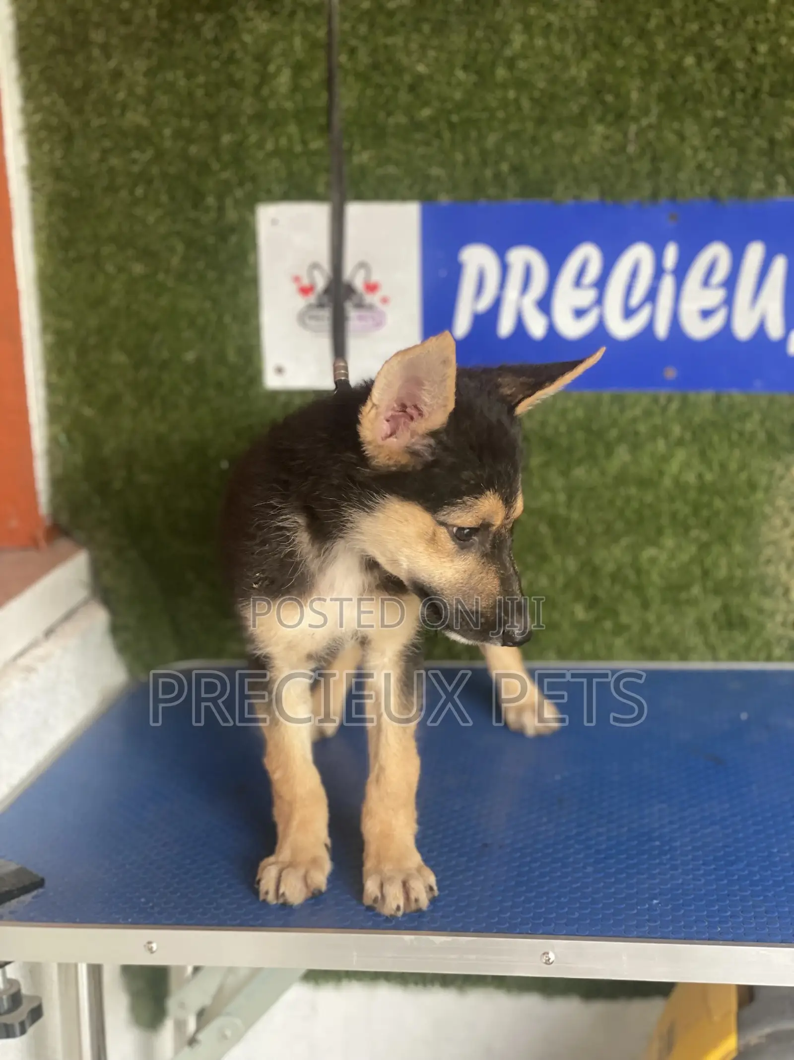1-3 months Female Purebred German Shepherd