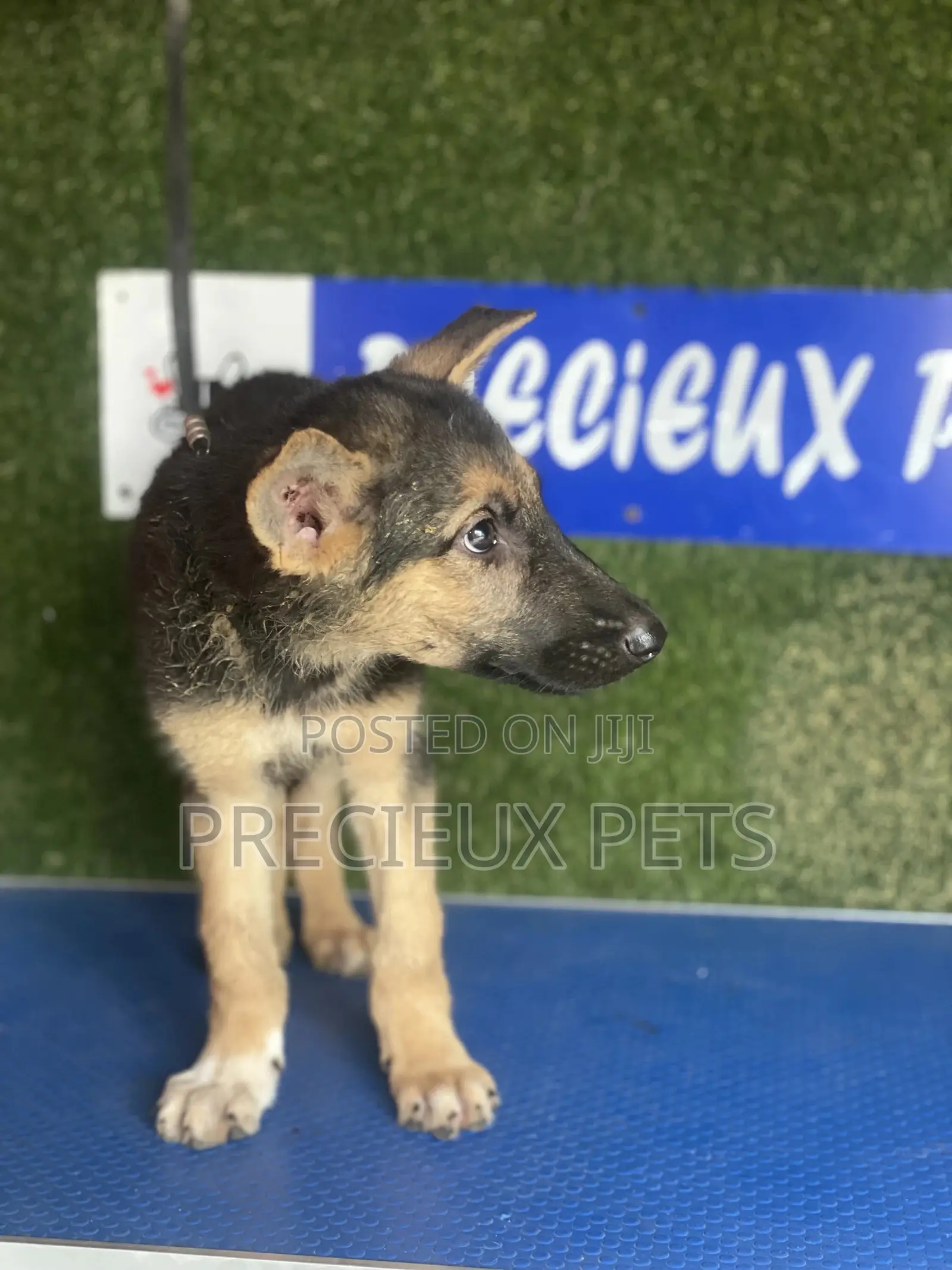 1-3 months Female Purebred German Shepherd