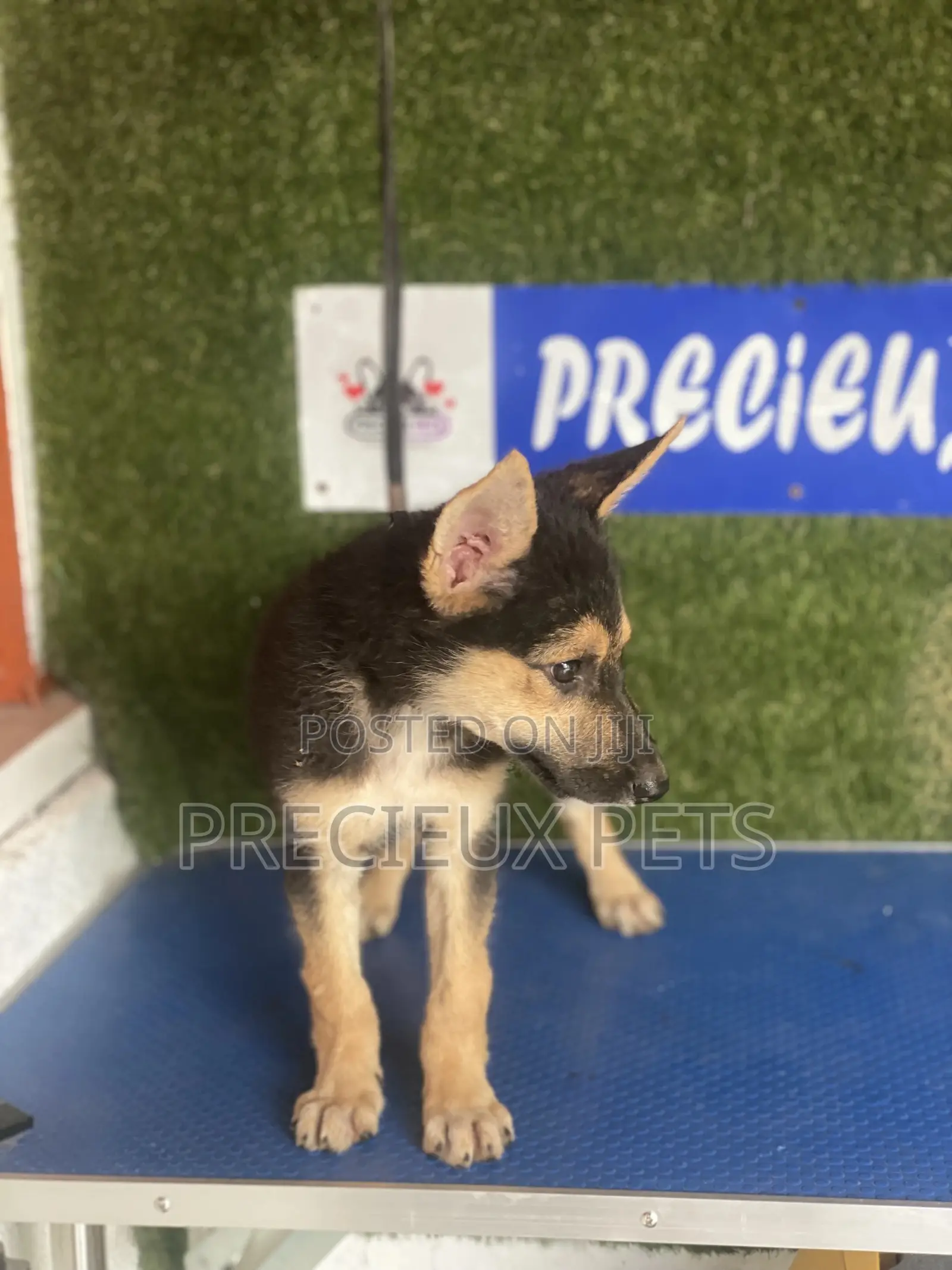 1-3 months Female Purebred German Shepherd