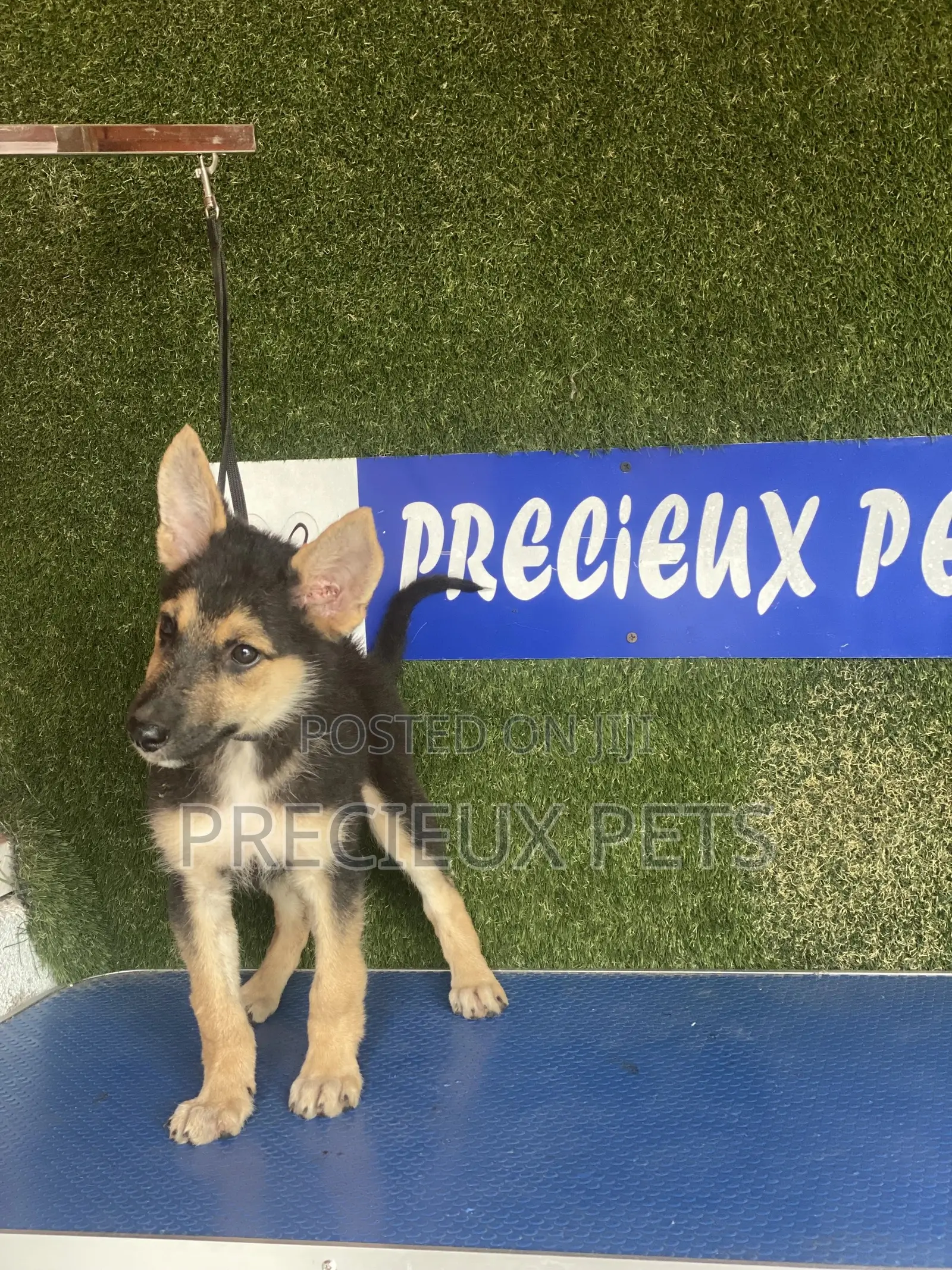 1-3 months Female Purebred German Shepherd