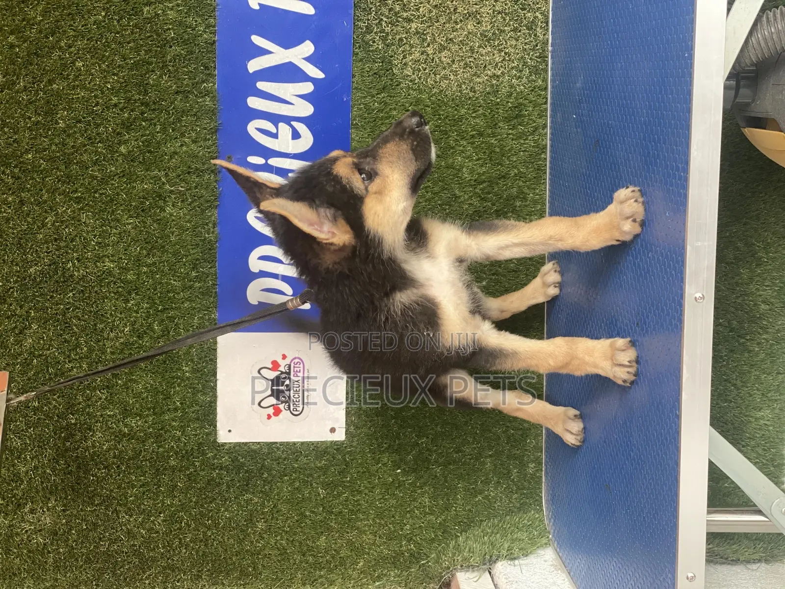 1-3 months Female Purebred German Shepherd